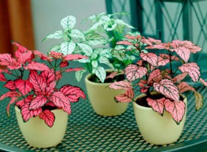 types of polka dot plants pink in pots red and green leaves dots