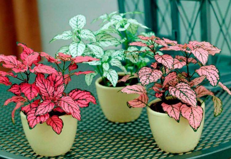 types of polka dot plants pink in pots red and green leaves dots