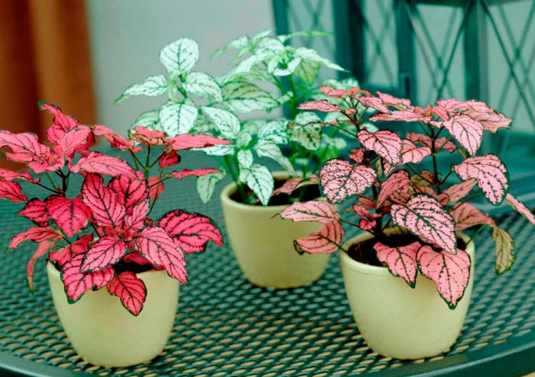 types of polka dot plants pink in pots red and green leaves dots