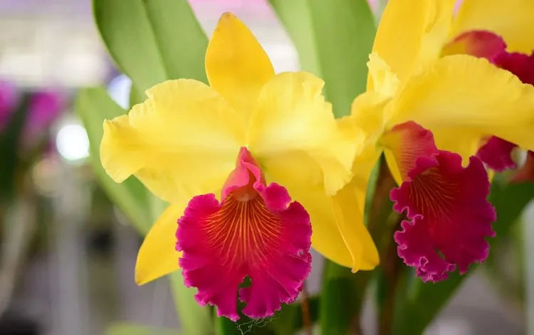 yellow cattleya orchid flower_orchid flowers