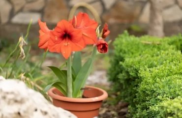 Amaryllis-after-blooming-care-tips