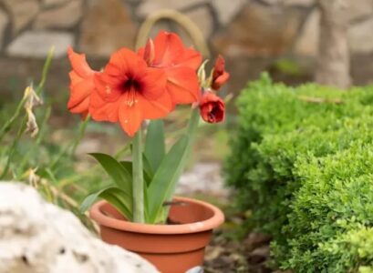 Amaryllis-after-blooming-care-tips