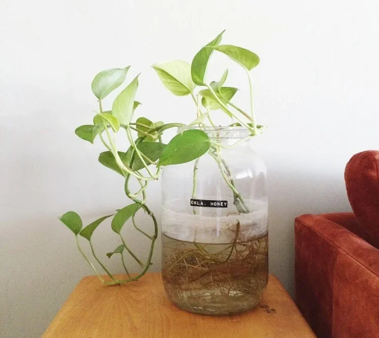 Philodendron plant in clear glass jar grow in water