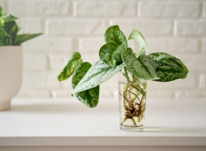 Plants that can grow in water indoor plants that don't need soil