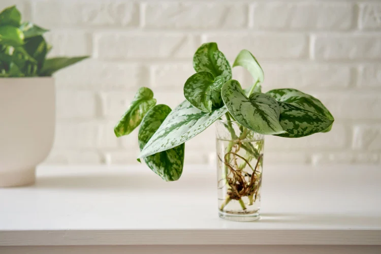 Plants that can grow in water indoor plants that don't need soil