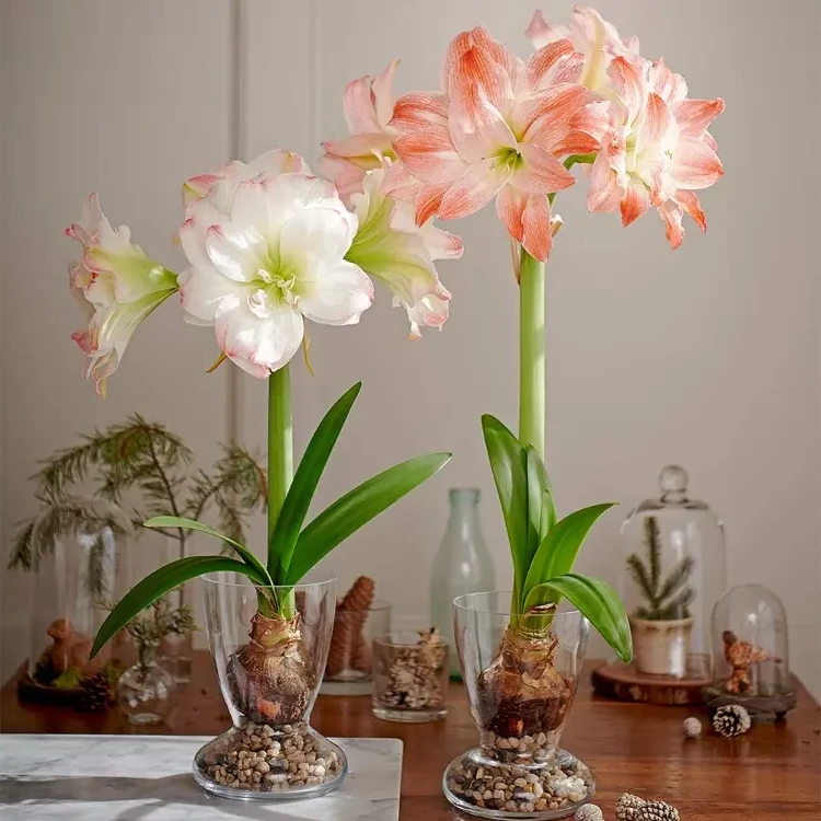 Tips for caring for amaryllis in glass