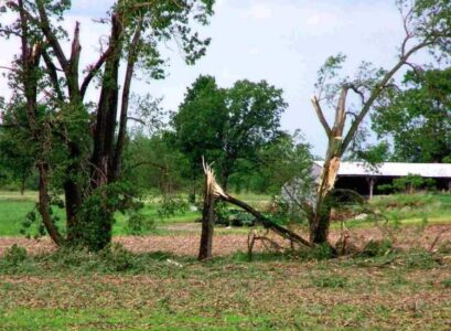 Which-tree-is-fragile-during-storms-deciduous-and-coniferous