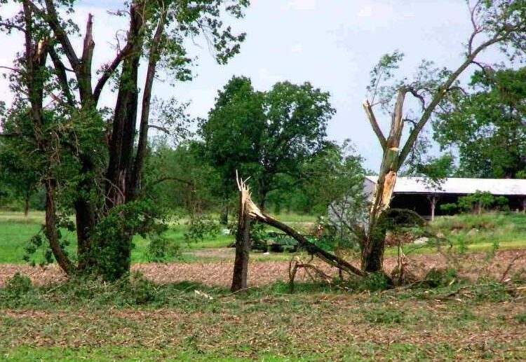 Which-tree-is-fragile-during-storms-deciduous-and-coniferous