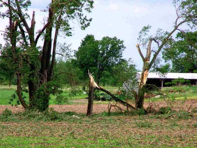 Which-tree-is-fragile-during-storms-deciduous-and-coniferous