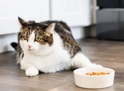 Why-does-my-cat-scratch-the-floor-around-its-bowl-after-eating