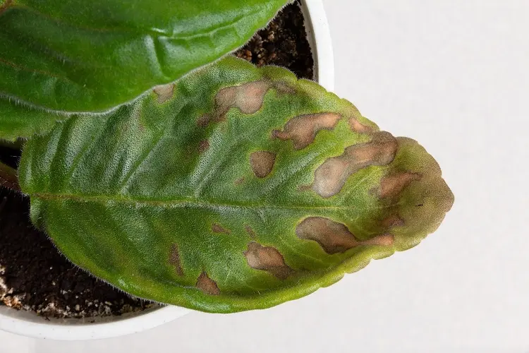 black spots on plants indoor how to prevent it is the plant sick signs that it is cold