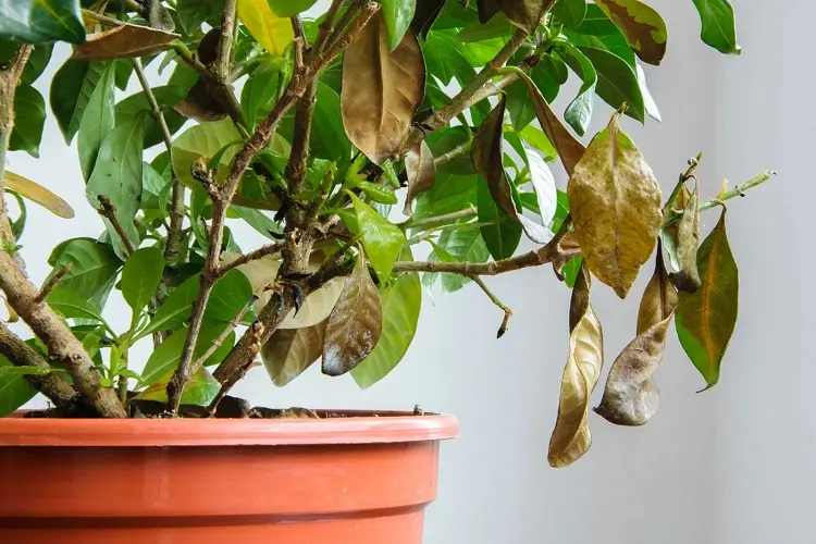 brown leaves how to prevent it signs that your plant is cold during winter fix it