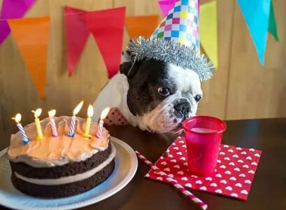 dod cake recipe simple easy homemade dessert for pets