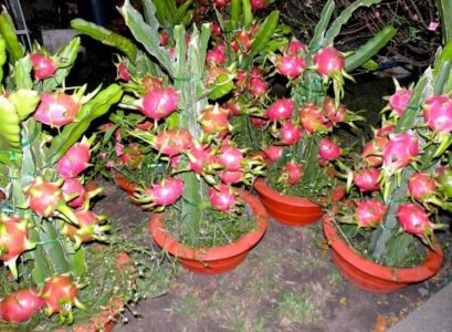 growing hulocereus_growing dragon fruit