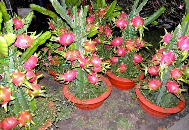 growing hulocereus_growing dragon fruit