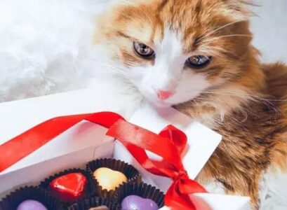 harmful food for cats_food that is toxic to cats