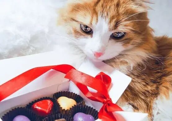 harmful food for cats_food that is toxic to cats