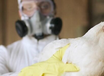 how do humans catch bird flu_can bird flu spread to humans through air