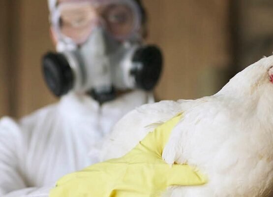 how do humans catch bird flu_can bird flu spread to humans through air