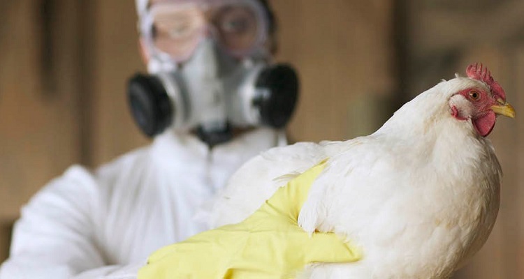 how do humans catch bird flu_can bird flu spread to humans through air