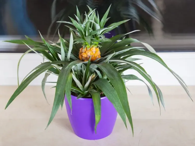 how to grow pineapple at home from fruit