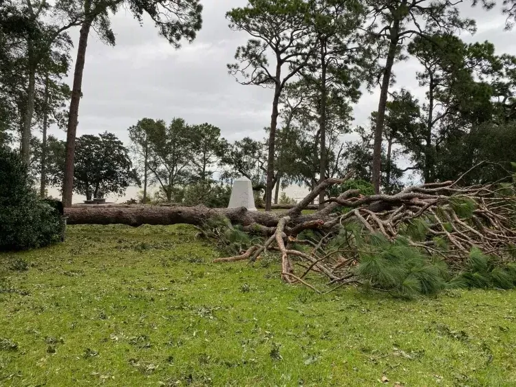 how-to-prevent-coniferous-damage-shallow-root-system-tall-height-rare-foliage