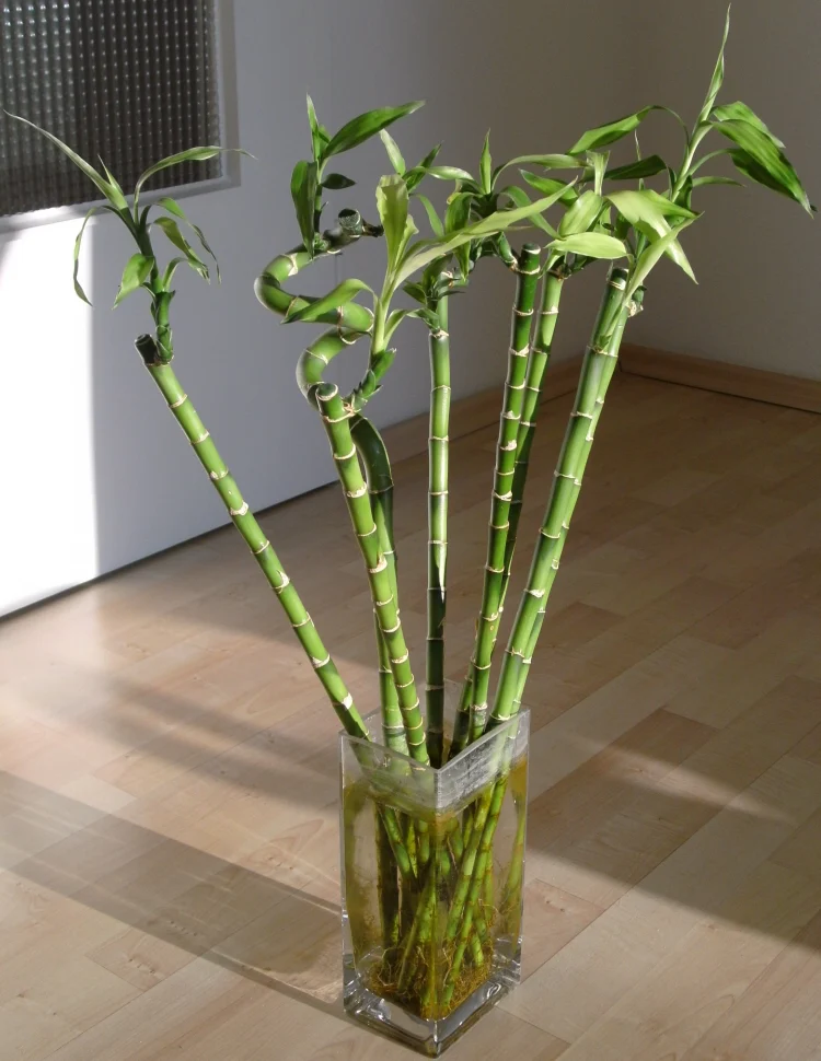 lucky bamboo Dracaena sanderiana tall narrow vase for support