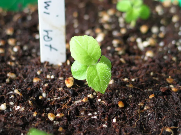 plant kiwi seedlings in wet soil