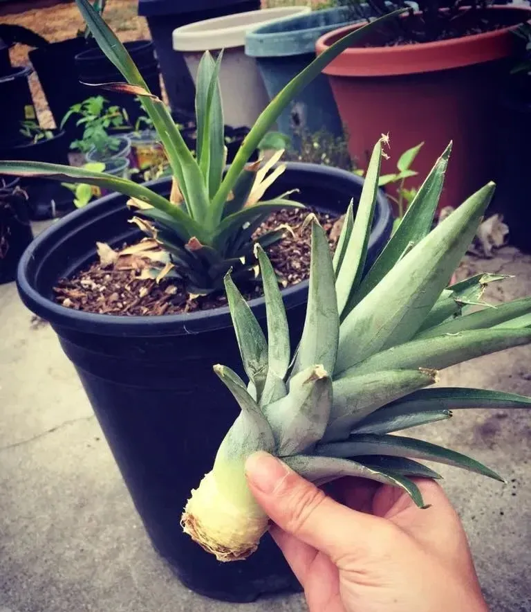 planting a pineapple crown directly in the soil