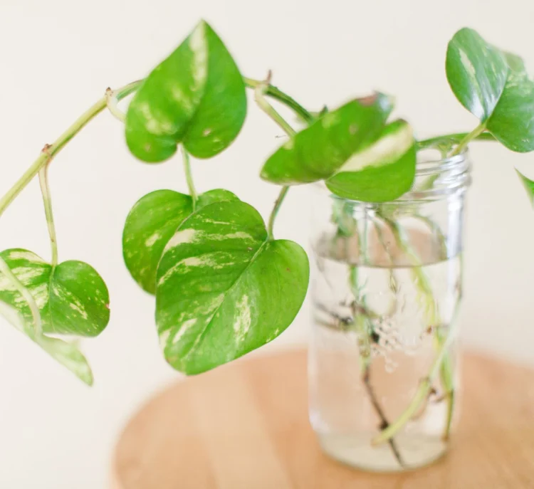 pothos plant Epipremnum aureum in clear glass jar