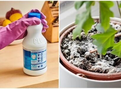 pouring-bleach-on-flowers-and-plants-will-not-kill-them