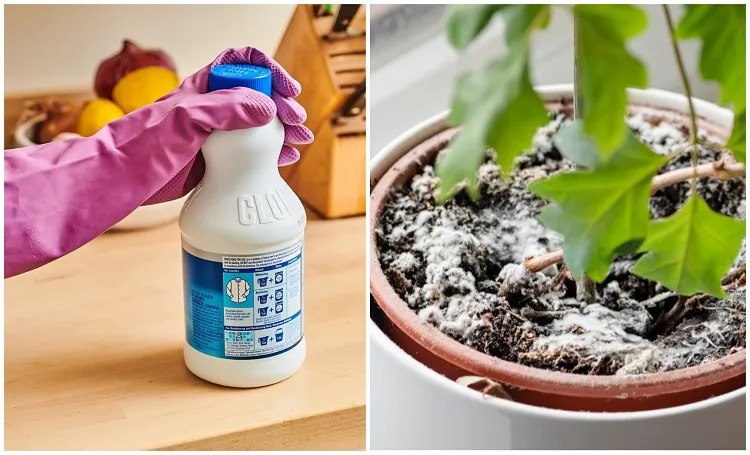 pouring-bleach-on-flowers-and-plants-will-not-kill-them