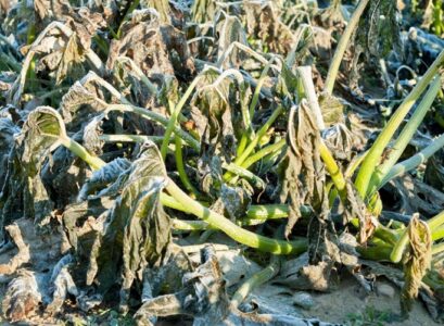 signs your plants are too cold and freezing how to prevent that tips and tricks