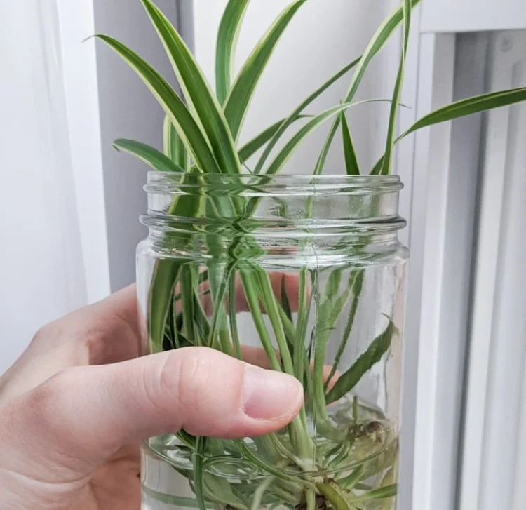 spider plant growing in a jar full of water