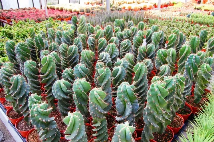 spiral cacti in a garden propagation methods seeds and stems