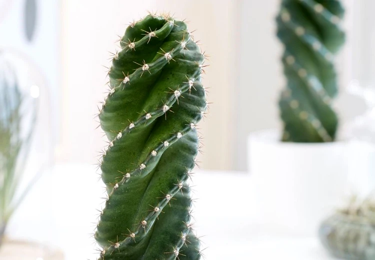 spiral cactus care guide tips on how to care for your exotic plant