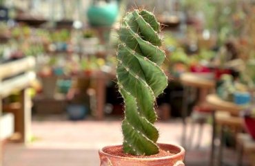 spiral cactus care how to care for Cereus forbesii in a pot