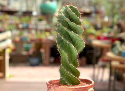spiral cactus care how to care for Cereus forbesii in a pot