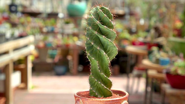 spiral cactus care how to care for Cereus forbesii in a pot