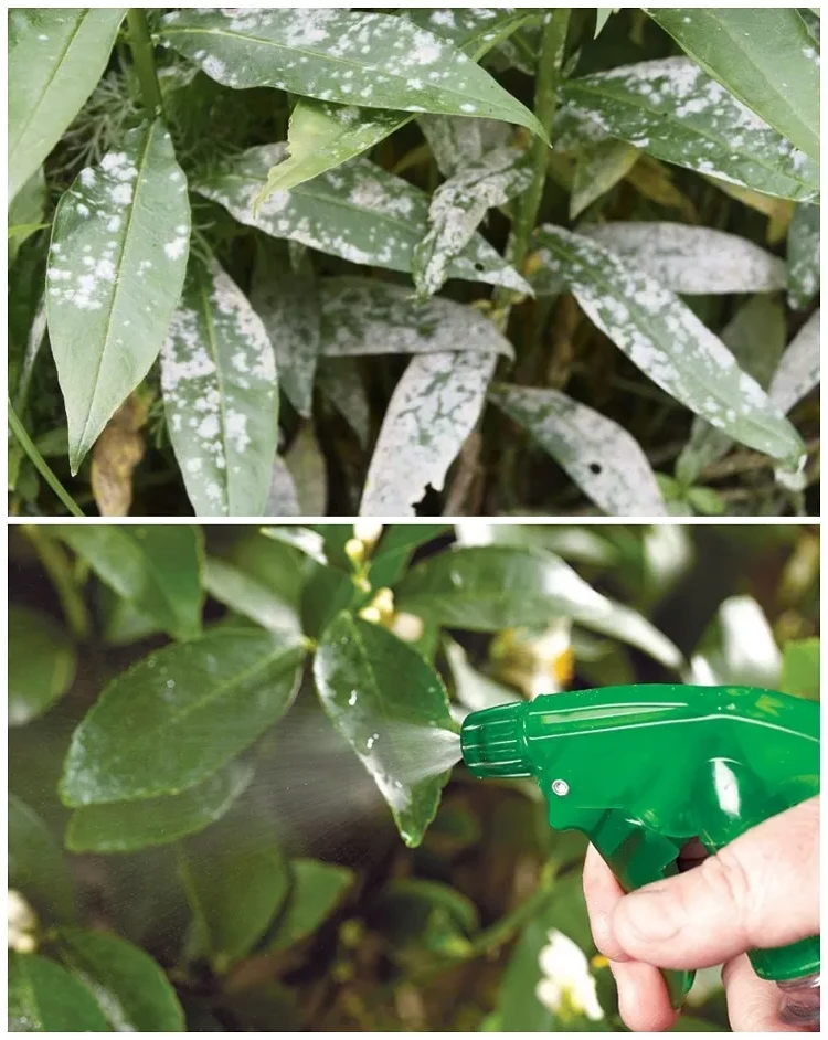 spray bleach on plants flowers trees to fight fungal diseases mildew