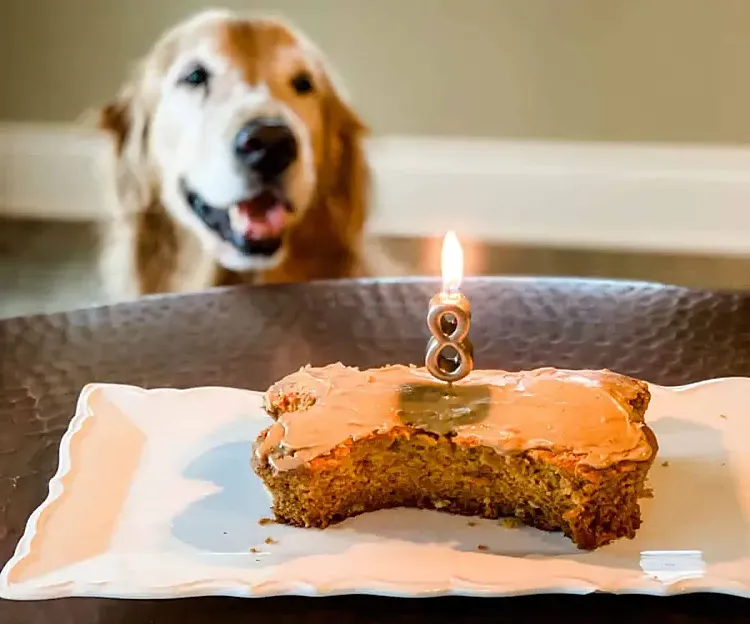 surprise your furry friends with a homemade dog cake for its birthday