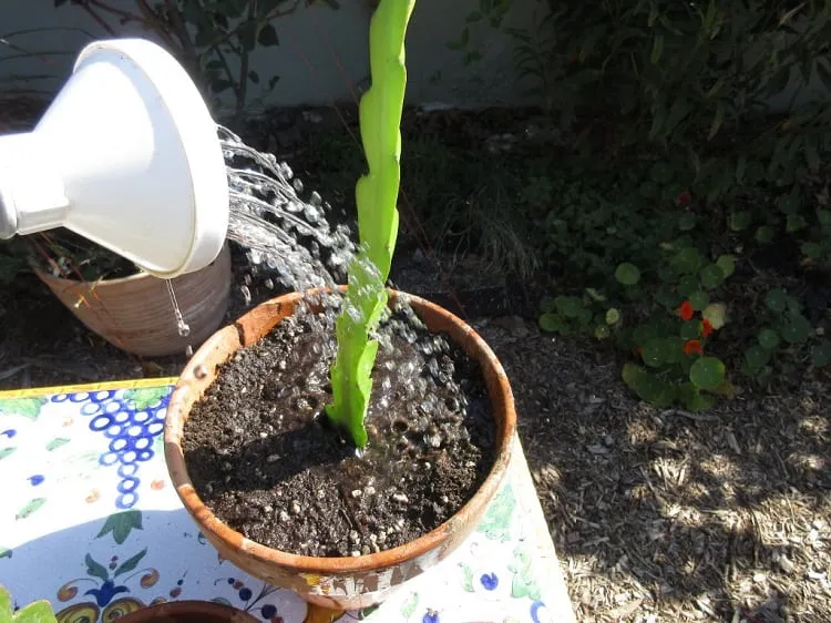 watering dragon fruit plant_how do you grow hylocereus