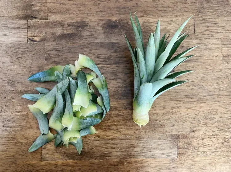 what to do with pineapple crown