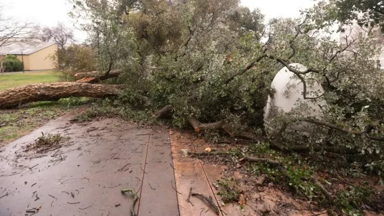which tree is fragile during storms healthy trees withstand brief periods violent winds
