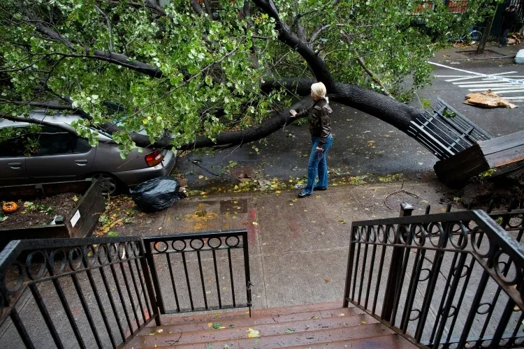 which tree is fragile during storms