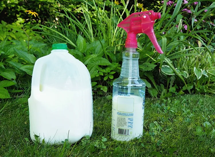 why and how to spray bleach on plants garden weed killer