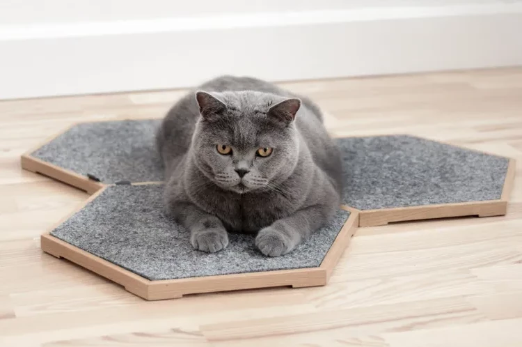 Kitten scratches clearance floor after eating