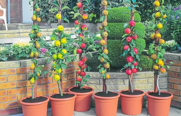 How to Grow Fruit Trees in Containers What fruit trees are best for pots