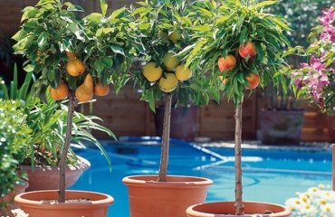 How-to-Grow-Fruit-Trees-in-Containers-tips-and-varieties