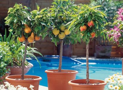 How-to-Grow-Fruit-Trees-in-Containers-tips-and-varieties